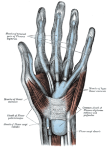 flexor sheath